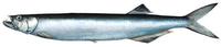 Image of: Chirocentrus dorab (dorab wolf herring)