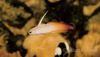 Nemateleotris magnifica - Fire Dartfish