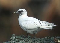Ivory Gull (Pagophila eburnea) photo