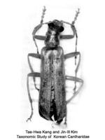 Athemus jejuensis - 제주어리병대벌레