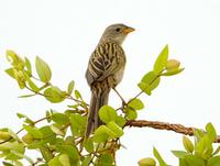 Wedge-tailed grass-finch