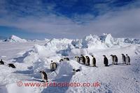 FT0102-00: Emperor Penguins follow each other on a good path through pressure ice on their way b...
