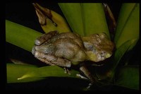 : Gastrotheca fissipes