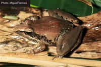 : Ptychadena anchietae; Anchieta's Ridged Frog