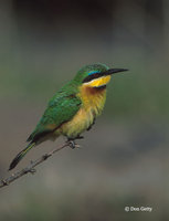 : Merops pusillus; Little Bee-eater