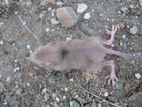 : Chaetodipus baileyi; Bailey's Pocket Mouse
