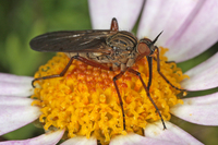 : Empis sp.; Dance Fly