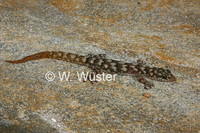 : Goggia rupicola; Namaqualand Dwarf Leaf-toed Gecko