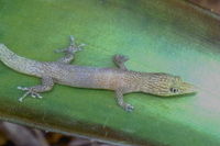 : Sphaerodactylus cinereus; Ashy Gecko