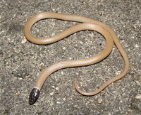 : Tantilla planiceps eiseni; California Black Headed Snake