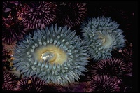: Anthopleura xanthogrammica; Giant Green Sea Anemone