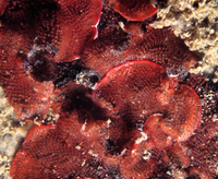 : Eurystomella bilabiata; Red Bryozoan