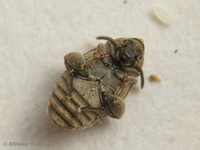 Acanthoscelides obtectus - Bean Weevil