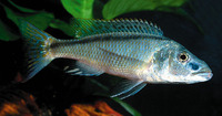 Champsochromis spilorhynchus, : aquarium