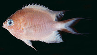 Chromis amboinensis, Ambon chromis: aquarium