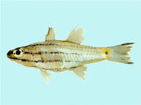 Cheilodipterus isostigmus, Dog-toothed cardinalfish: