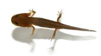 Image of: Ambystoma (mole salamanders)