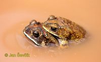 Bufo melanostictus - Gold Toad