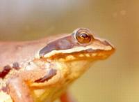 Rana arvalis - Moor Frog