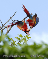 Ara macao - Scarlet Macaw