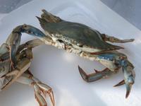 Image of: Callinectes sapidus (blue crab)