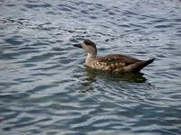 Image of: Lophonetta specularioides (crested duck)