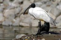 Image of: Threskiornis melanocephalus (black-headed ibis)