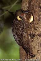 Buff-necked Woodpecker - Meiglyptes tukki