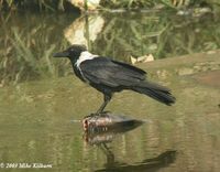 Collared Crow - Corvus torquatus