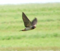 South African Swallow - Petrochelidon spilodera