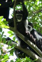 Eastern Black and White Colobus Monkeys (Colobus guereza) in the canopy