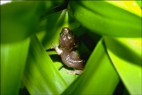 : Aneides lugubris; Arboreal Salamander