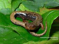 : Bolitoglossa vallecula; Yarumal Mushroomtongue Salamander