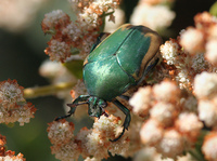 : Cotinis mutabilis; Green Fruit Beetle