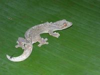 : Thecadactylus rapicaudus; Turnip-tailed Gecko