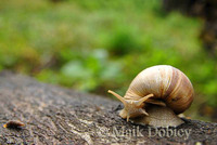 : Helix pomatia; Burgundy Snail