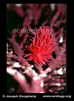 : Hopkinsia rosacea; Hopkin's Rose Nudibranch