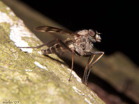 : Rhagio sp.; Snipe Fly;