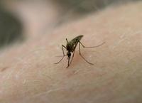 Culex pipiens - Northern House Mosquito