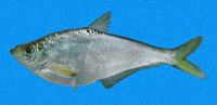 Ilisha fuerthii, Pacific ilisha: fisheries