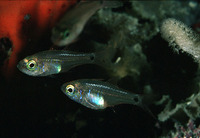 Zoramia fragilis, Fragile cardinalfish: aquarium