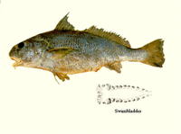 Johnius amblycephalus, Bearded croaker: fisheries