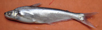 Eutropiichthys murius, : fisheries