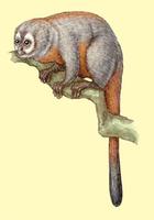 Image of: Aotus trivirgatus (northern night monkey)