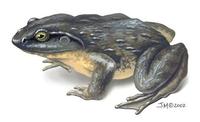 Image of: Conraua goliath (goliath frog)