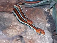 Thamnophis sirtalis tetrataenia - San Francisco garter snake