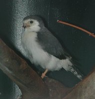 Pygmy Falcon - Polihierax semitorquatus