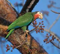 Cuban Parrot (Amazona leucocephala) photo