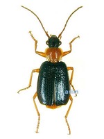 노랑가슴먼지벌레 - Sachnolebia cribricollis