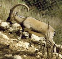 Cretan Wild Goat